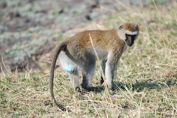 Getting Cheeky with Primates: A Look at Red and Blue Monkey Butts ...