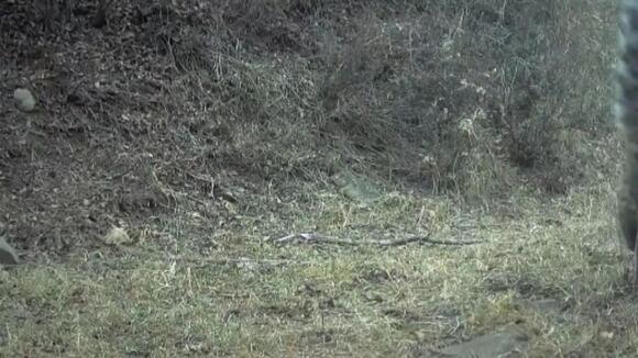 Trail cameras capture stunning footage of iconic predator roaming far ...