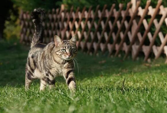 The Silent Language of Cats: What Their Blinks and Ear Twitches Mean ...