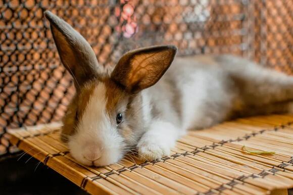 9 Reasons Rabbits Rearrange Blankets and Bedding Even After You Put ...