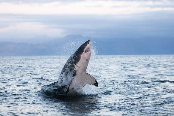 The Largest Whale Ever Caught on Camera - NewsBreak