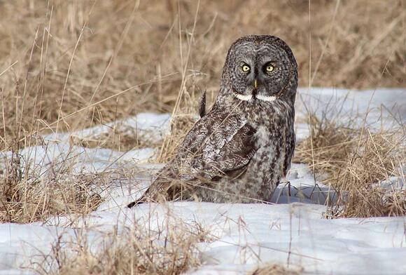 Top 10 Animals and Wildlife in Ontario - NewsBreak
