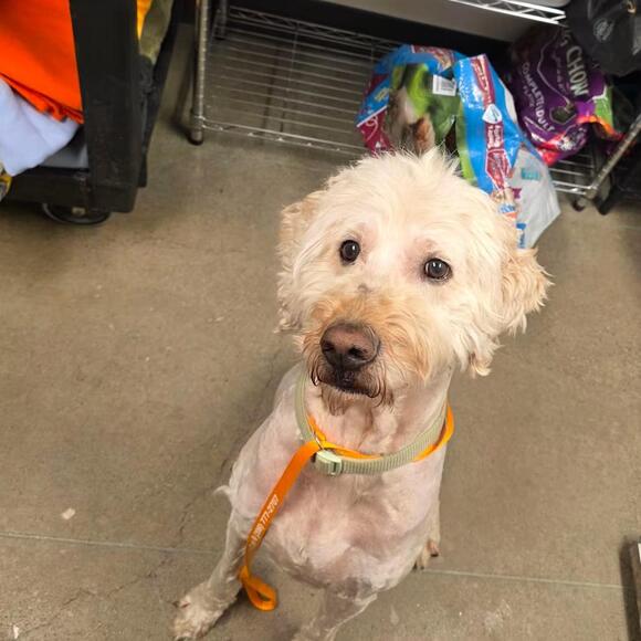 🐶 Gentle Family Dogs Ready for Adoption in Hayden, Idaho - NewsBreak
