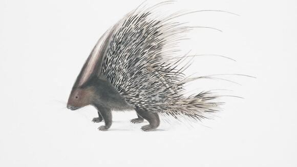 The Strange Case of Pegomastax and Its Porcupine-Like Features - NewsBreak