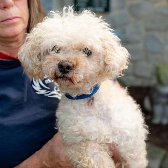 🐶 Gentle, Quirky & Loyal Dogs Ready for Adoption in Chester Springs ...