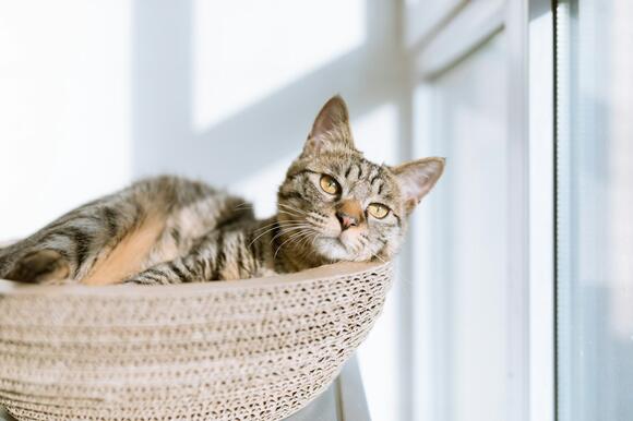 How to Rebuild a Connection With a Cat Who’s Gone Quiet - NewsBreak