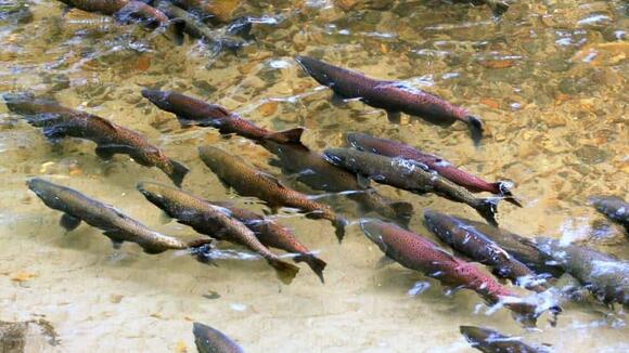 Why Salmon Swim Upstream—and How They Do It - NewsBreak