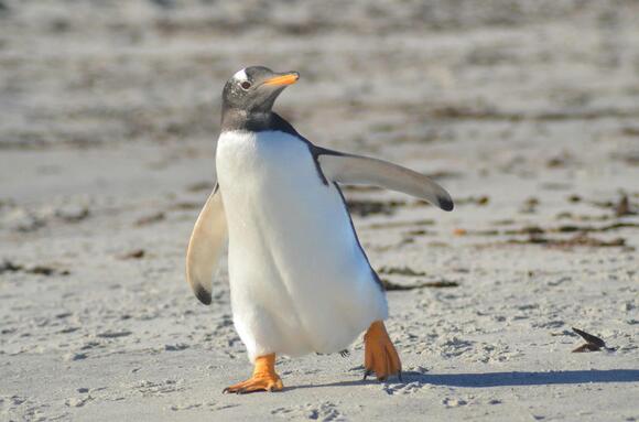 Paint A Masterpiece, Hang Out With Penguins! - NewsBreak
