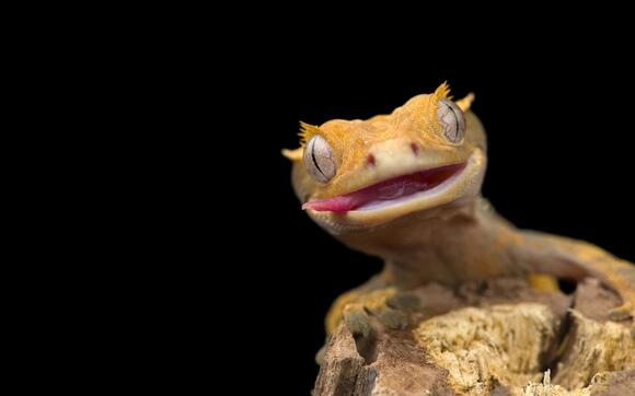 10 Cheapest Lizards to Keep as Pets - NewsBreak