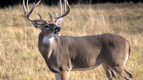 KDFWR reports Kentucky’s 2025-26 deer harvest was fifth-highest on ...