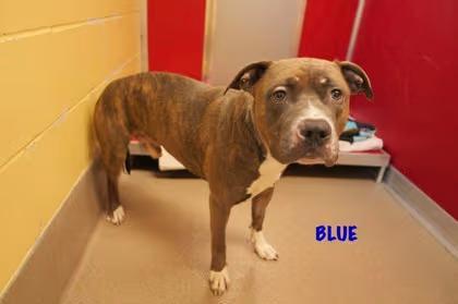 🐶 Gentle, Playful Dogs Waiting for Adoption in Rochester, MN - NewsBreak