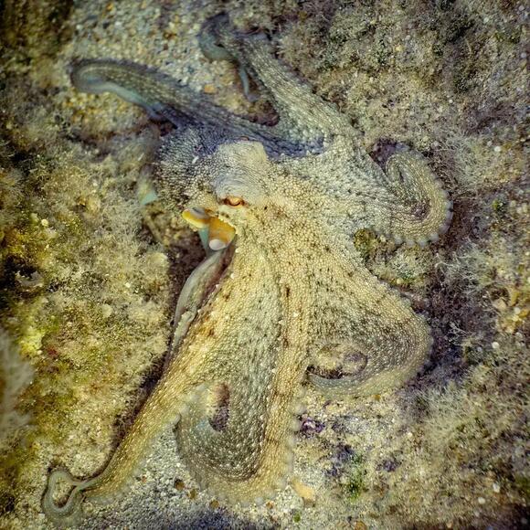 10 Biological Facts About Octopuses That Suggest They Experience a Form ...