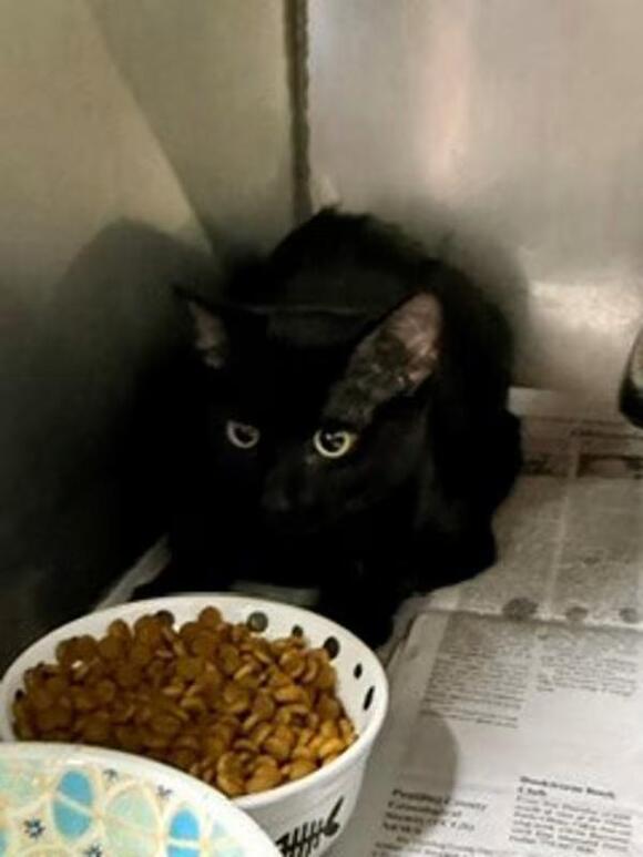 🐱 Gentle Cats in Dallas, GA Looking for Loving Homes - NewsBreak