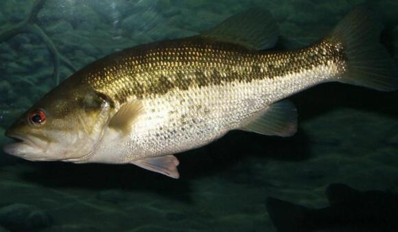 27 Fish in Texas: Identification Guide for Freshwater and Saltwater ...