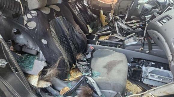 250-pound black bear dies after becoming trapped in Colorado car ...