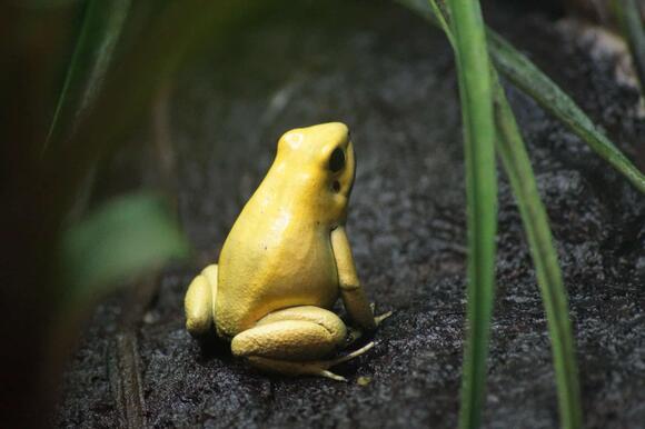 How Louisiana’s Frogs Can Predict the Weather with Incredible Accuracy ...