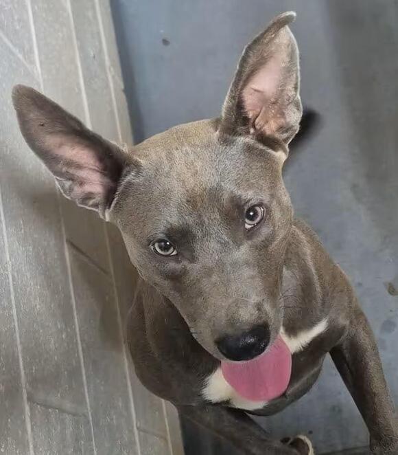 🐶 Playful, Loyal & Loving Dogs Ready for Adoption in Dallas, GA - NewsBreak