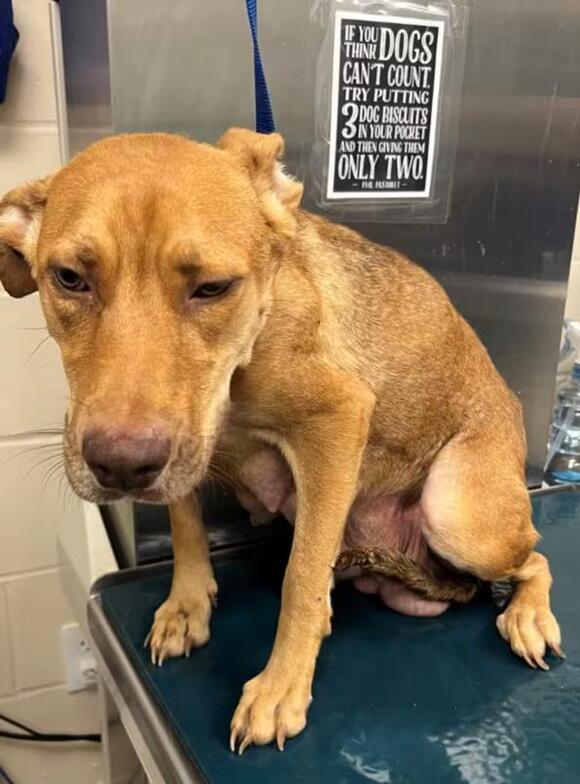 🐶 Playful, Loyal & Loving Dogs Ready for Adoption in Mobile - NewsBreak