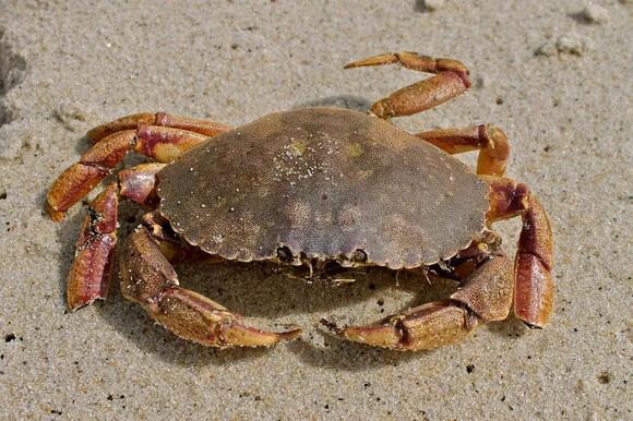 8 Types of Crabs in Virginia: Complete Species Guide with ...