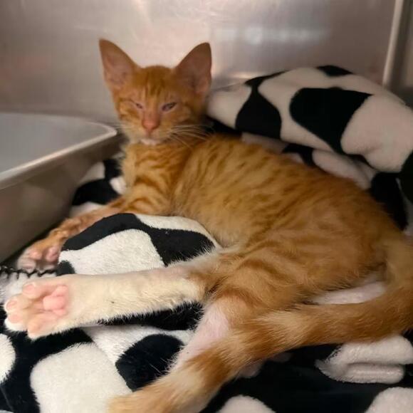 🐱 Playful Kittens & Sweet Young Cats Ready to Adopt in Bentonville ...