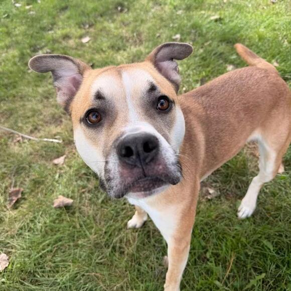 🐶 Playful, Loyal Dogs Ready for Adoption in Chippewa Falls - NewsBreak