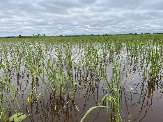 Boaters: Help protect emerging wild rice in Wisconsin waters - NewsBreak