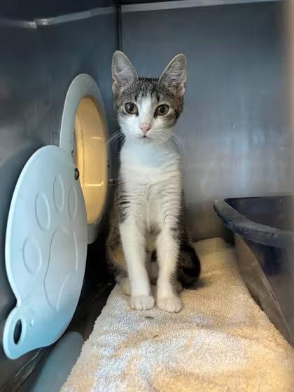 🐱 Sweet Inverness Cats Ready for Adoption at Local Shelter - NewsBreak