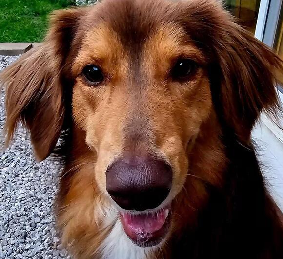 🐶 Playful & Gentle Dogs Ready for Adoption in Springfield, MO - NewsBreak