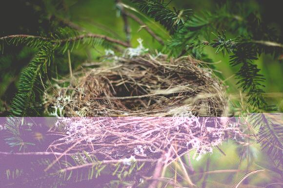 Why Does a Bird Build a Nest 