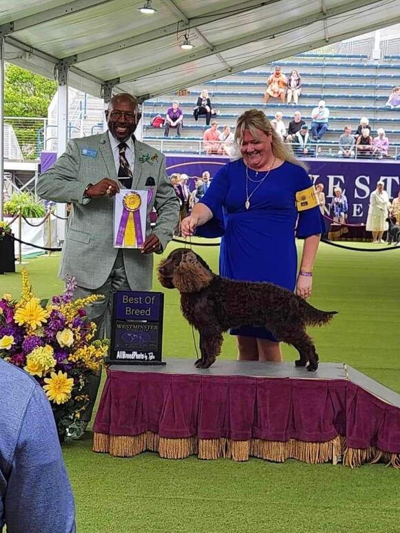 BEST IN BREED: Park Falls dog wins at Westminster - NewsBreak