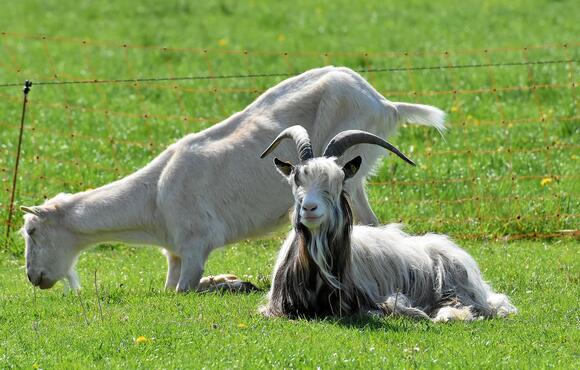 Saving Farm Animals Nationwide: The Power of the Farm Animal Adoption ...