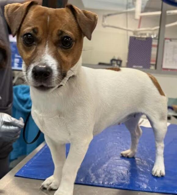 🐶 Gentle, Loving Dogs Waiting for Adoption in Ridgewood NY - NewsBreak