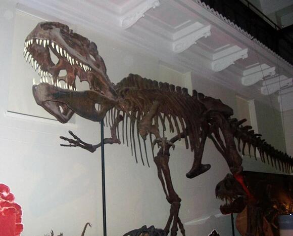 10 Things About Giganotosaurus That Make It a Serious Rival to T. Rex ...