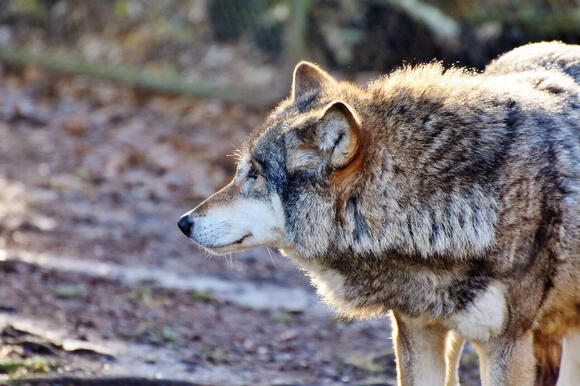 The Bold Wolf Pack of Juneau, Alaska—Too Close for Comfort - NewsBreak