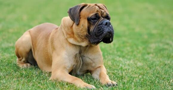 12-lovable-and-popular-short-haired-big-dog-breeds-newsbreak