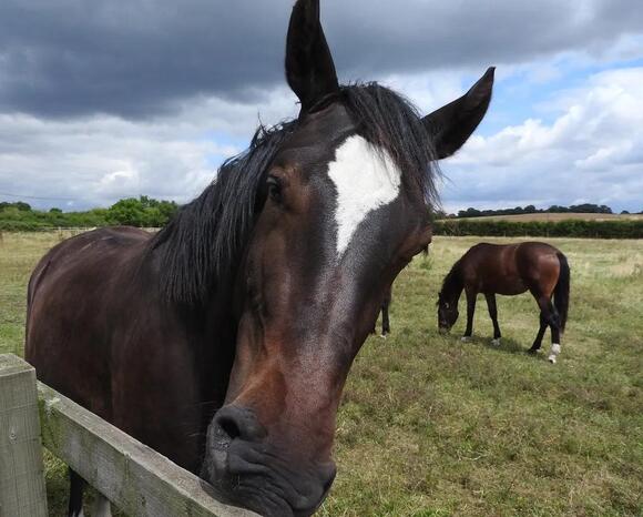 Why Horses Physically Can't Throw Up - NewsBreak