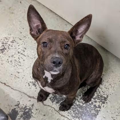 🐶 Playful Puppies & Sweet Young Dogs Ready for Adoption in Valdosta ...