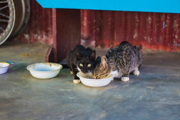 Can Cats Eat Wet Dog Food? - NewsBreak