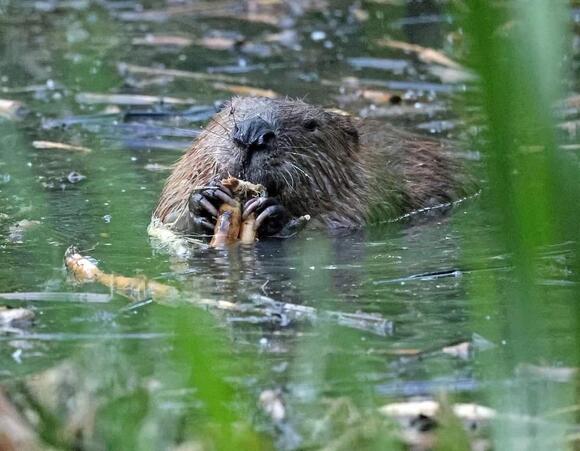 How eight beavers solved a Tube flooding problem engineers have been ...