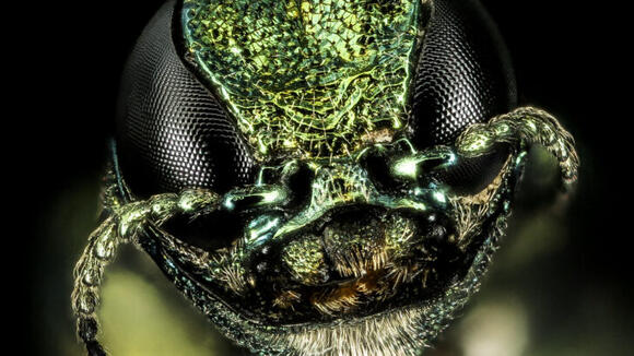8 U.S. States Where Emerald Ash Borers Have Left Thousands of Dead or ...