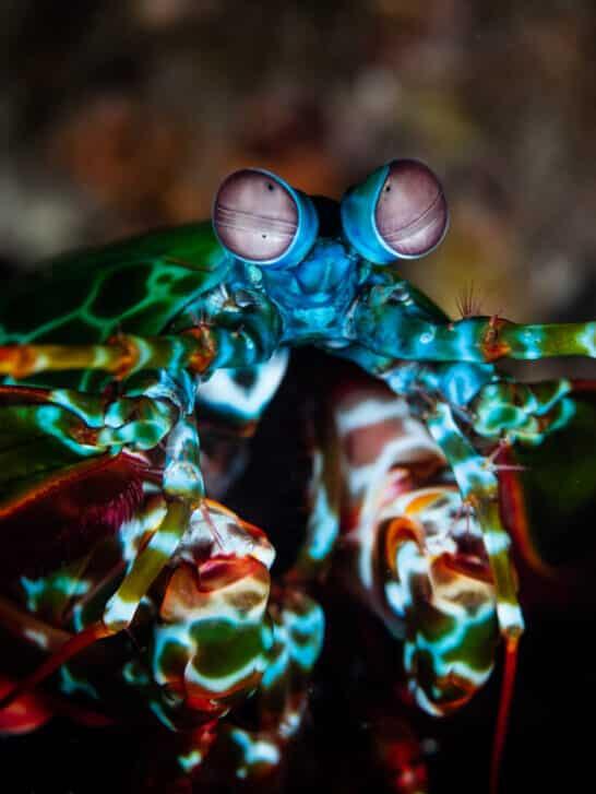 The Fastest-Reflex Animal Snatches Prey in Milliseconds - NewsBreak