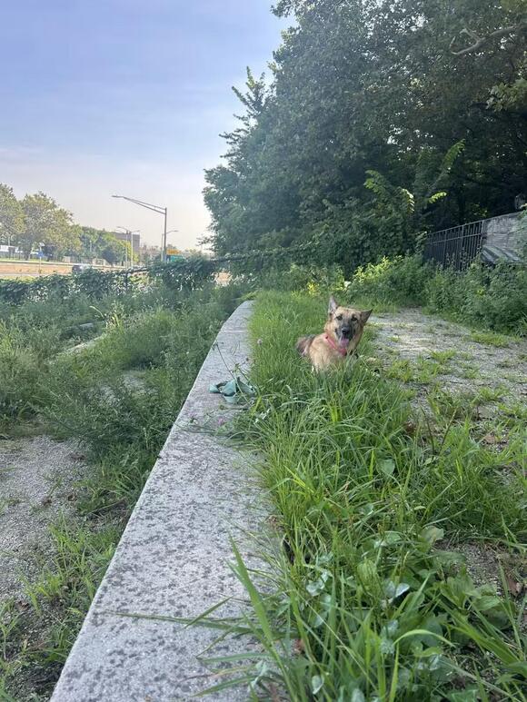 🐶 Playful, Gentle & Loyal Dogs Ready for Adoption in Brooklyn - NewsBreak