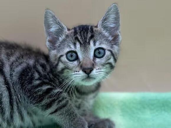 🐱 Playful Kittens & Sweet Senior Cats Ready for Adoption in Salem ...