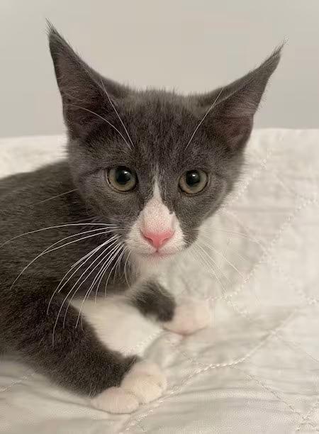 🐱 Playful Lenexa Cats Ready for Adoption at Kitty City - NewsBreak