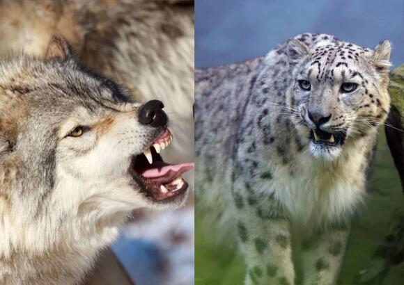 The Top 7 Animal Rivalries That Put Human Feuds to Shame - NewsBreak