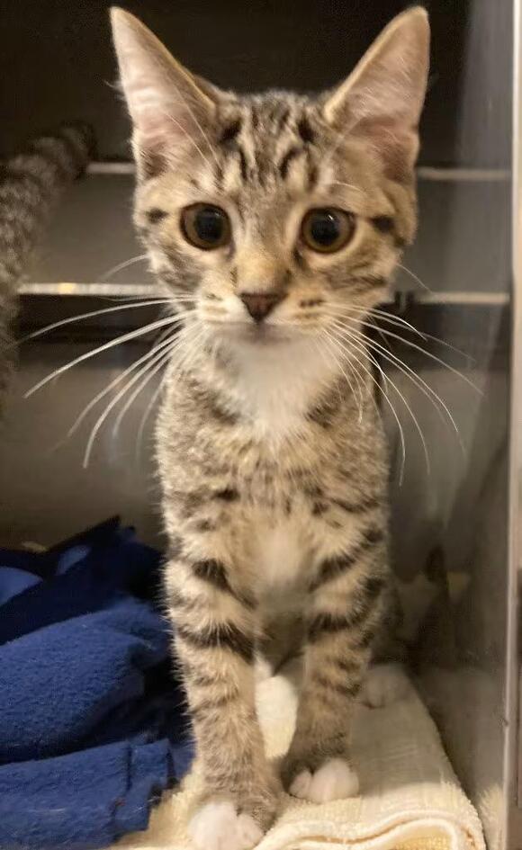 🐱 Friendly Crystal Lake Cats Ready for Adoption Near You - NewsBreak