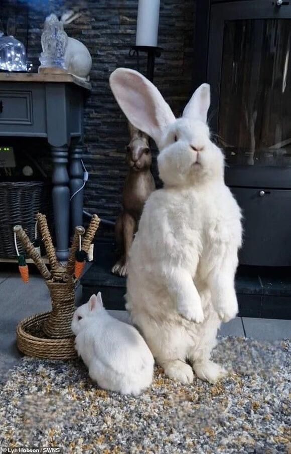 Hare-cules! Giant bunny Junior weighs a colossal 21lbs - but owning a ...