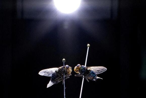 New World screwworm reaches U.S. wildlife. Is Alabama at risk?