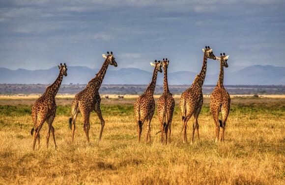 13 Ways Giraffes Have Evolved to Beat the Heat - NewsBreak