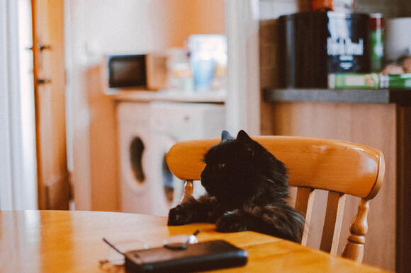 Your Cat Keeps These 16 Appointments With You Daily - NewsBreak